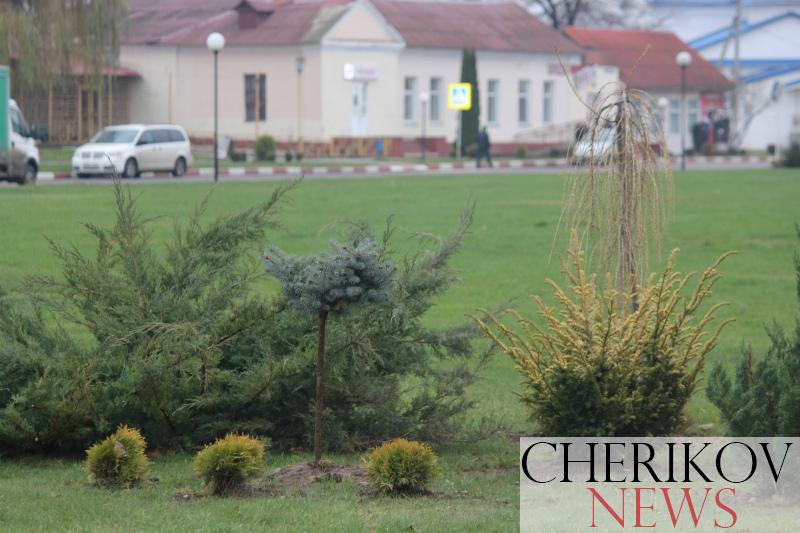 Новые древесно-кустарниковые «клумбы» появились в нашем городе