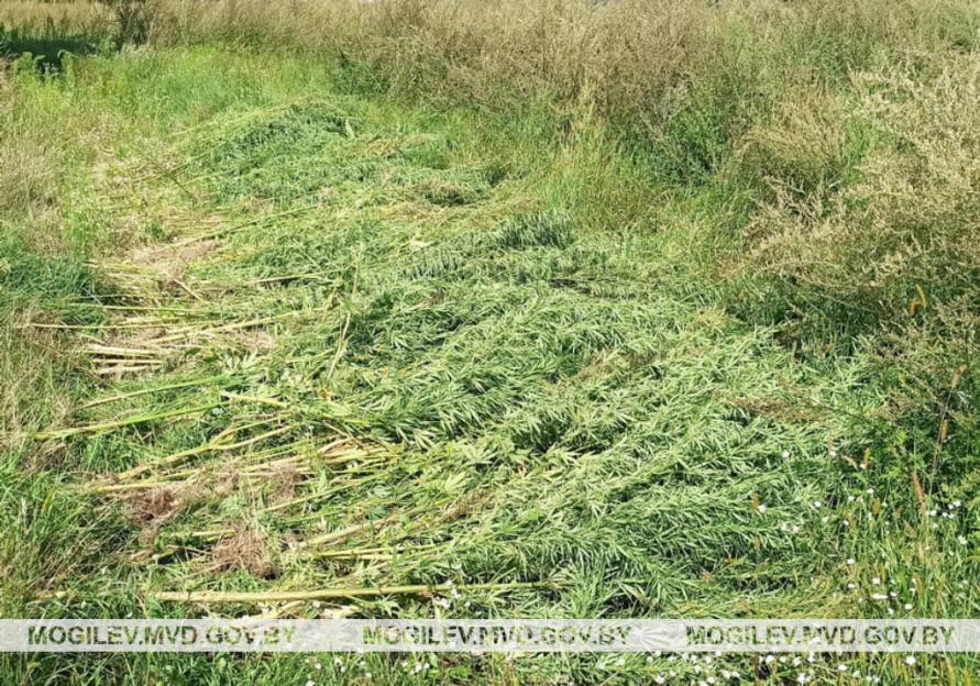 Свыше 8 тонн наркосодержащих растений уничтожили в Могилевской области с начала лета