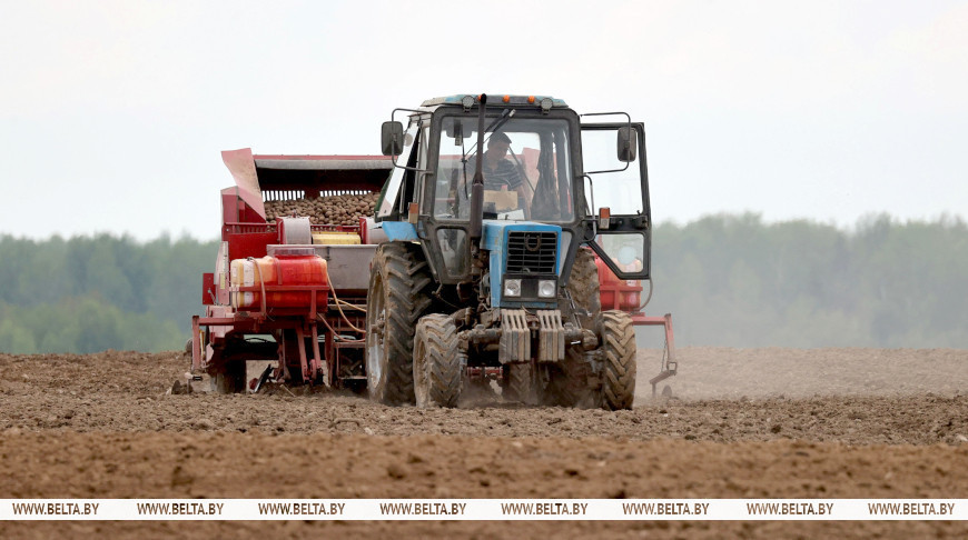 В Беларуси картофель посадили на более чем 95% площадей