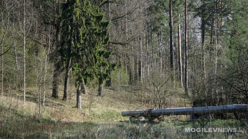 Ограничение на посещение лесов введено во всех районах Могилевской области