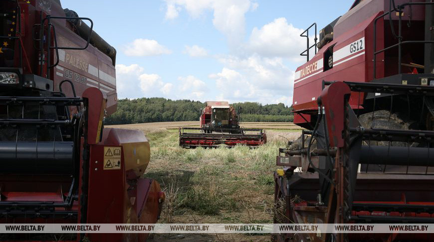 В Беларуси намолотили более 5,4 млн тонн зерновых и зернобобовых культур